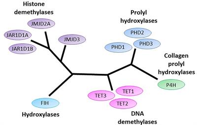 The Role of 2-Oxoglutarate Dependent Dioxygenases in Gliomas and Glioblastomas: A Review of Epigenetic Reprogramming and Hypoxic Response